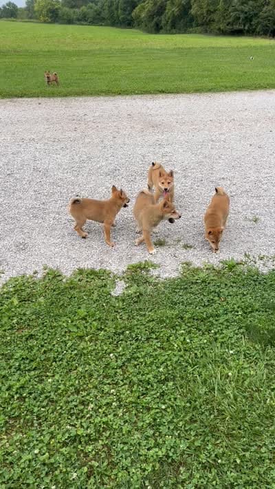 Jolly, a male Shiba Inu for sale in Ashland, OH – 10 of 10