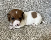 Jade, a female Miniature Dachshund for sale in Ashland, OH – Photo 3 of 4