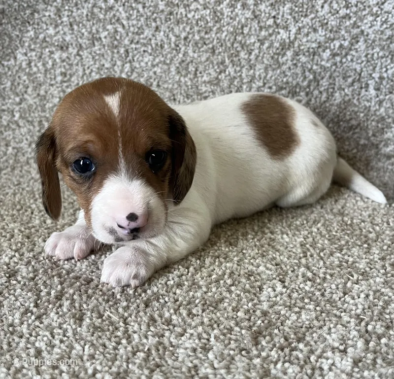 Jade – Miniature Dachshund puppy for sale in Ashland, OH