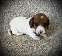 Jade, a female Miniature Dachshund for sale in Ashland, OH – Photo 2 of 4