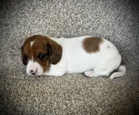 Jade, a female Miniature Dachshund for sale in Ashland, OH – Photo 4 of 4