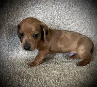 Red Dapple, a male Miniature Dachshund for sale in Ashland, OH – 2 of 3
