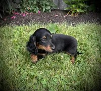 Dolly, a female Miniature Dachshund for sale in Ashland, OH – 6 of 10