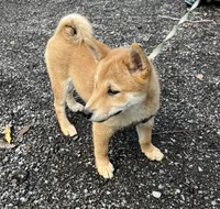 Jack, a male Shiba Inu for sale in Ashland, OH – 2 of 9