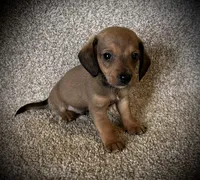 Charlie, a male Miniature Dachshund for sale in Ashland, OH – 4 of 6
