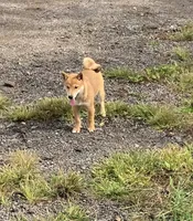 Jolly, a female Shiba Inu for sale in Ashland, OH – 3 of 10