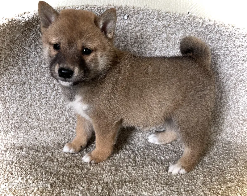 Jill – Shiba Inu puppy for sale in Ashland, OH