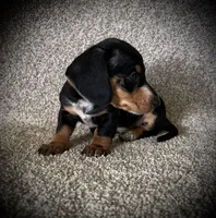 Lulu, a female Miniature Dachshund for sale in Ashland, OH – 4 of 6