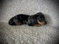 Ruger, a male Miniature Dachshund for sale in Ashland, OH – 4 of 5