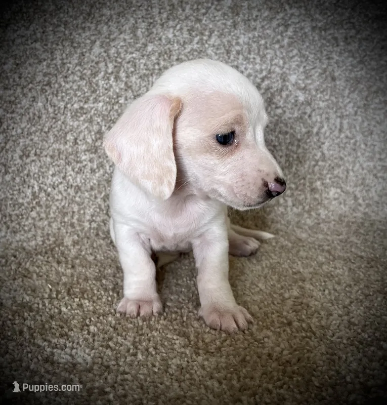 Snow Cream – Miniature Dachshund puppy for sale in Ashland, OH