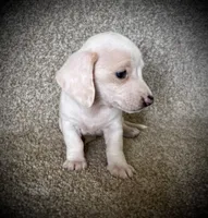 Snow Cream, a female Miniature Dachshund for sale in Ashland, OH – 1 of 10