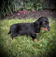 Dolly, a female Miniature Dachshund for sale in Ashland, OH – 8 of 10