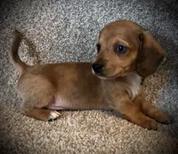 Blue eye, a male Miniature Dachshund for sale in Ashland, OH – 5 of 6