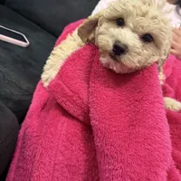 Bella, a female Miniature Goldendoodle for sale in South Beloit, IL – Photo 4 of 7