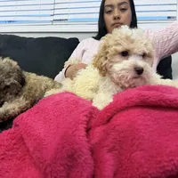 Bella, a female Miniature Goldendoodle for sale in South Beloit, IL – Photo 2 of 7