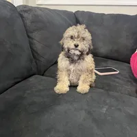 Bella, a female Miniature Goldendoodle for sale in South Beloit, IL – Photo 6 of 7