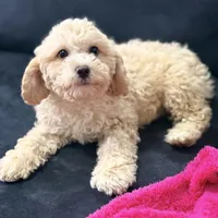 Bella, a female Miniature Goldendoodle for sale in South Beloit, IL – Photo 1 of 7