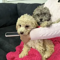 Bella, a female Miniature Goldendoodle for sale in South Beloit, IL – Photo 5 of 7