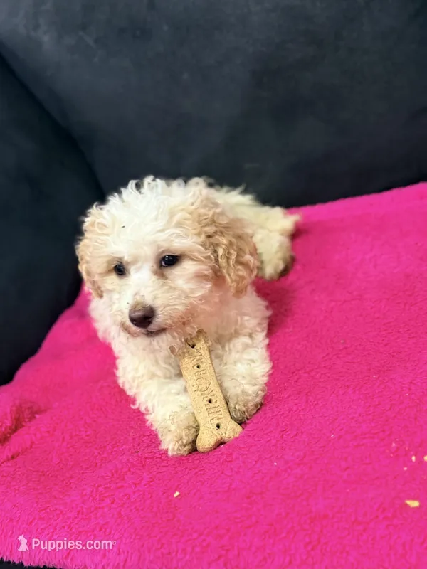 Nina – Miniature Goldendoodle puppy for sale in South Beloit, IL