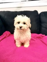 Nina, a female Miniature Goldendoodle for sale in South Beloit, IL – Photo 6 of 6