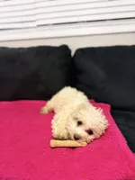 Nina, a female Miniature Goldendoodle for sale in South Beloit, IL – Photo 5 of 6