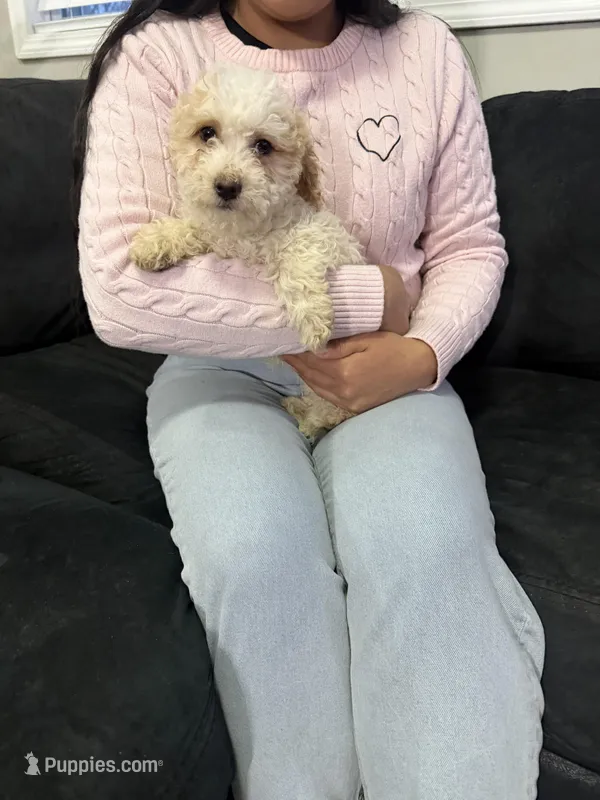 Max – Miniature Goldendoodle puppy for sale in South Beloit, IL