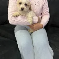 Max, a male Miniature Goldendoodle for sale in South Beloit, IL – Photo 1 of 3