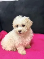 Nina, a female Miniature Goldendoodle for sale in South Beloit, IL – Photo 3 of 6