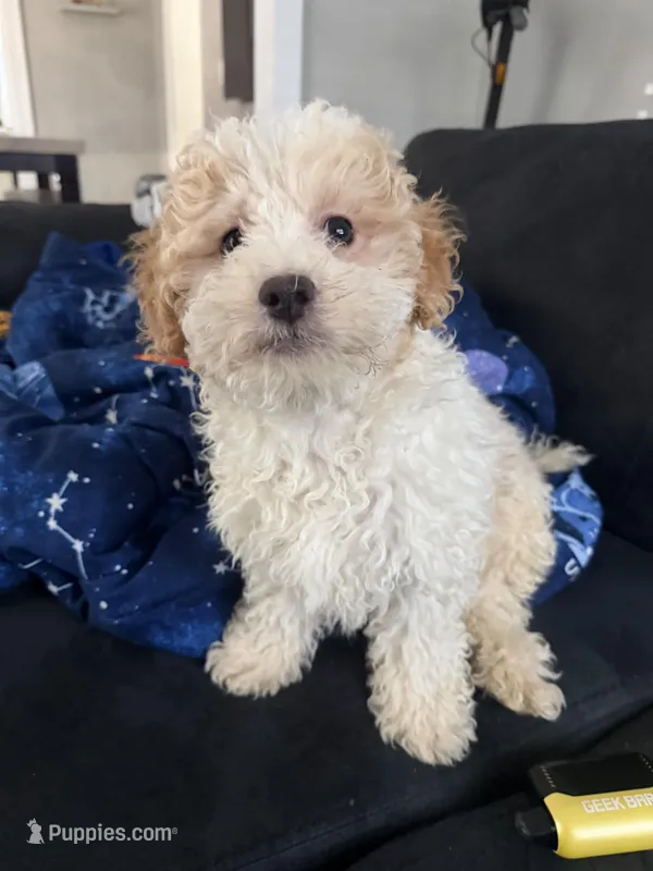 Nina – Miniature Goldendoodle puppy for sale in South Beloit, IL