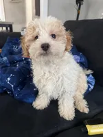 Goofy, a male Miniature Goldendoodle for sale in South Beloit, IL – Photo 3 of 5