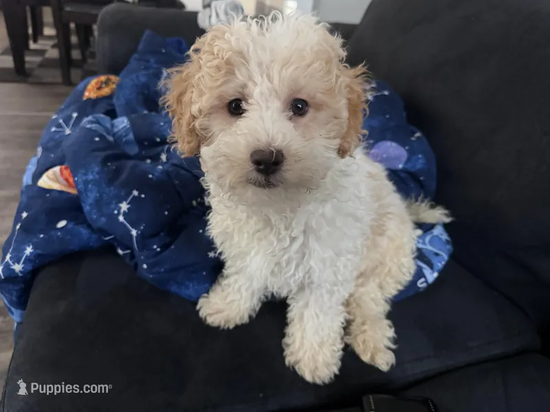 Goofy – Miniature Goldendoodle puppy for sale in South Beloit, IL