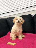 Goofy, a male Miniature Goldendoodle for sale in South Beloit, IL – Photo 5 of 5