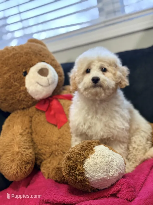Goofy – Miniature Goldendoodle puppy for sale in South Beloit, IL