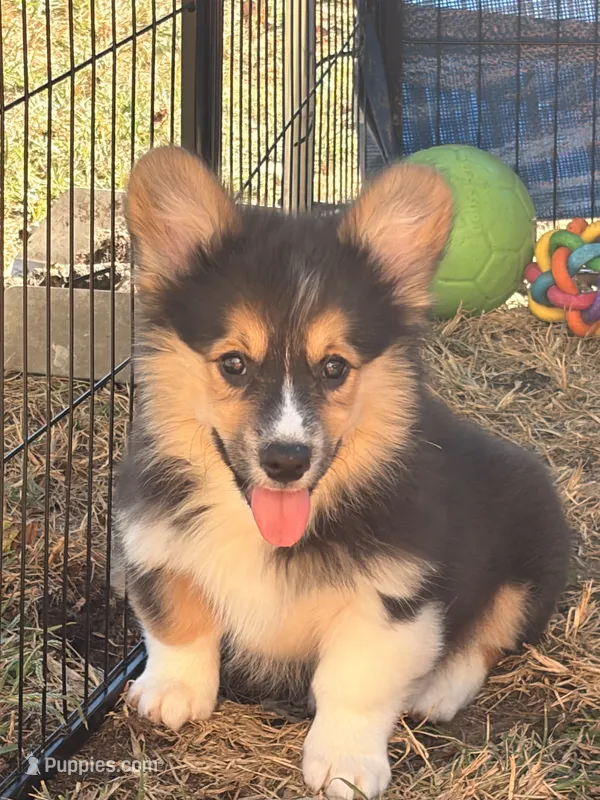 Dexter – Pembroke Welsh Corgi puppy for sale in Independence, KY
