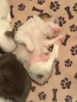 Pewter, a male Pembroke Welsh Corgi for sale in Independence, KY – 4 of 7