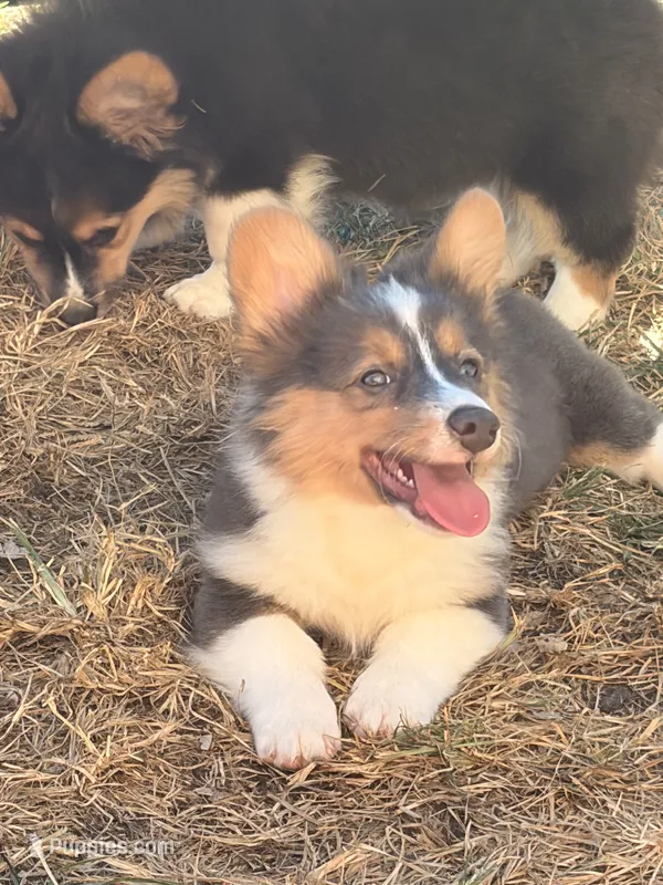 No – Pembroke Welsh Corgi puppy for sale in Independence, KY