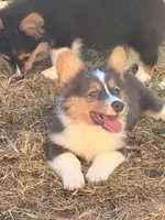 No, a male Pembroke Welsh Corgi for sale in Independence, KY – 1 of 5