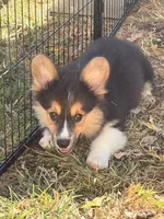 Dexter, a male Pembroke Welsh Corgi for sale in Independence, KY – 5 of 6