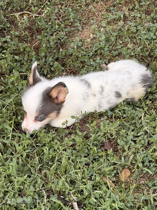 Pewter – Pembroke Welsh Corgi puppy for sale in Independence, KY