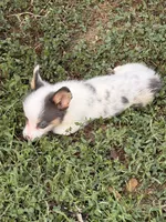 Pewter, a male Pembroke Welsh Corgi for sale in Independence, KY – 1 of 7