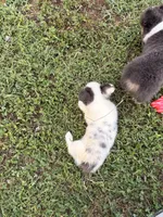Pewter, a male Pembroke Welsh Corgi for sale in Independence, KY – 5 of 7