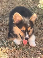 Dexter, a male Pembroke Welsh Corgi for sale in Independence, KY – 2 of 6