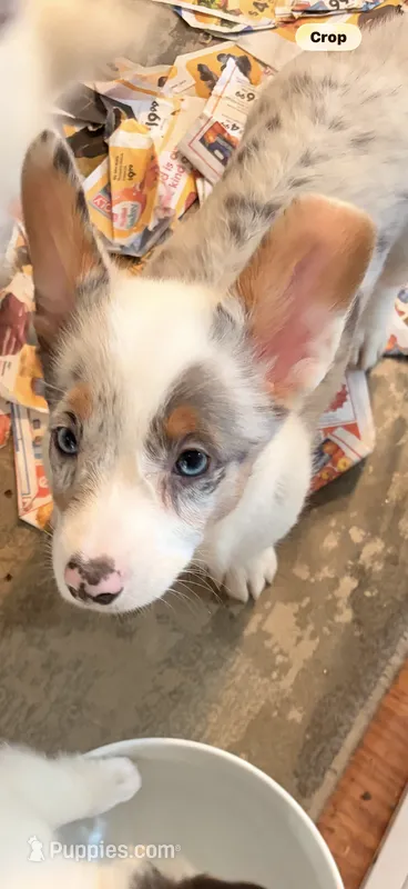 Sterling – Pembroke Welsh Corgi puppy for sale in Independence, KY