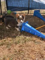 No, a male Pembroke Welsh Corgi for sale in Independence, KY – 2 of 5
