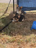 No, a male Pembroke Welsh Corgi for sale in Independence, KY – 5 of 5