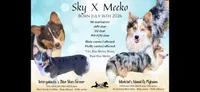 Sterling, a male Pembroke Welsh Corgi for sale in Independence, KY – 7 of 7