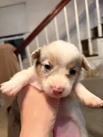 Sterling, a male Pembroke Welsh Corgi for sale in Independence, KY – 6 of 7