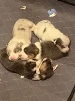 Sterling, a male Pembroke Welsh Corgi for sale in Independence, KY – 4 of 7