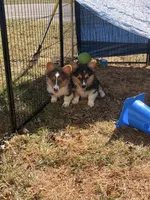 Dexter, a male Pembroke Welsh Corgi for sale in Independence, KY – 4 of 6