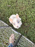Sterling, a male Pembroke Welsh Corgi for sale in Independence, KY – 5 of 7
